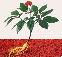 Ginseng entier