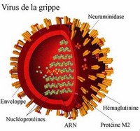 grippe h1n1